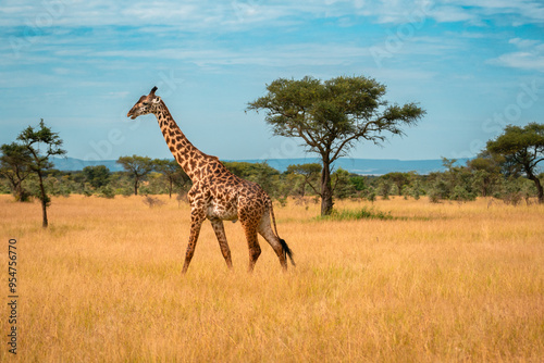 Canvas Print Giraffe & Acacia Trees, Ikoma Conservation Area, Tanzania