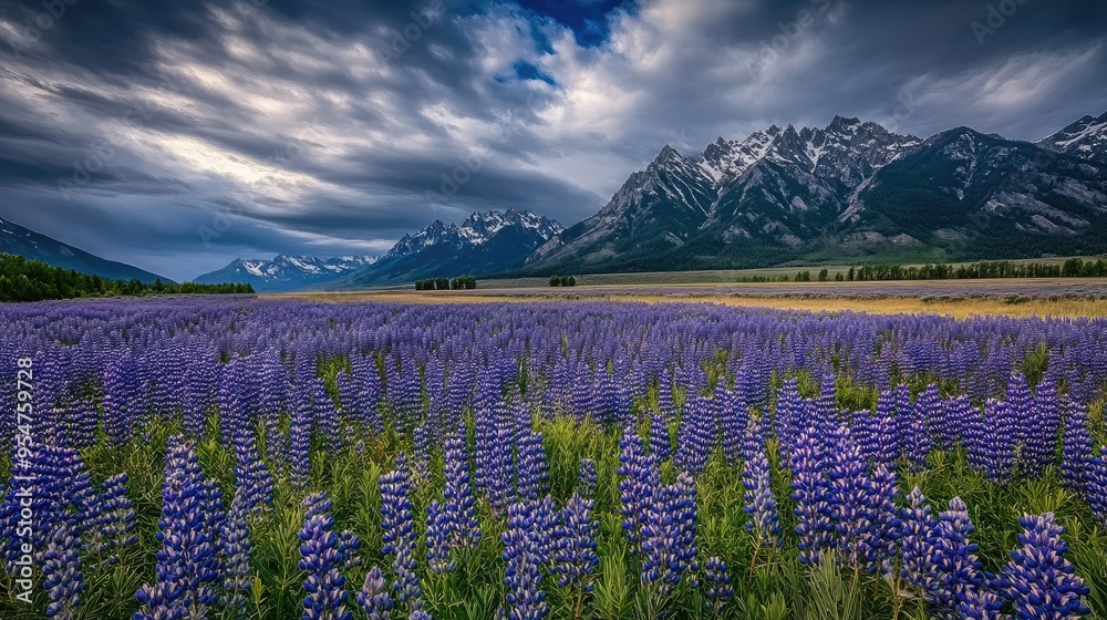 Obraz premium Vibrant bluebonnet and purple Alyssum flowers bloom in front of snow-capped peaks, creating a picturesque landscape against a bright blue sky in Grand Teton National Park