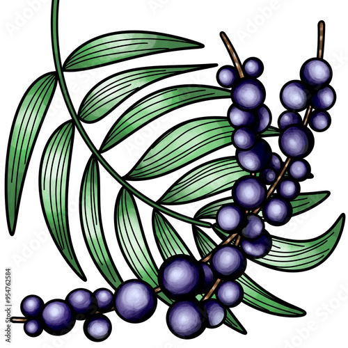 Açaí Palm