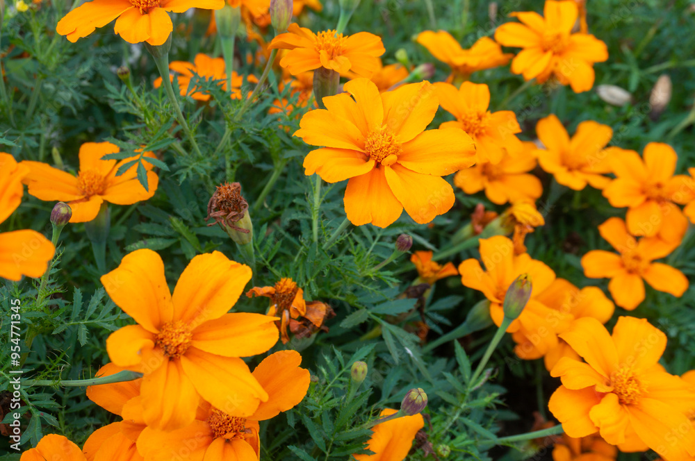 Orange marigold flowers. Orange flowers close-up Orange marigold flowers. Orange flowers close-up