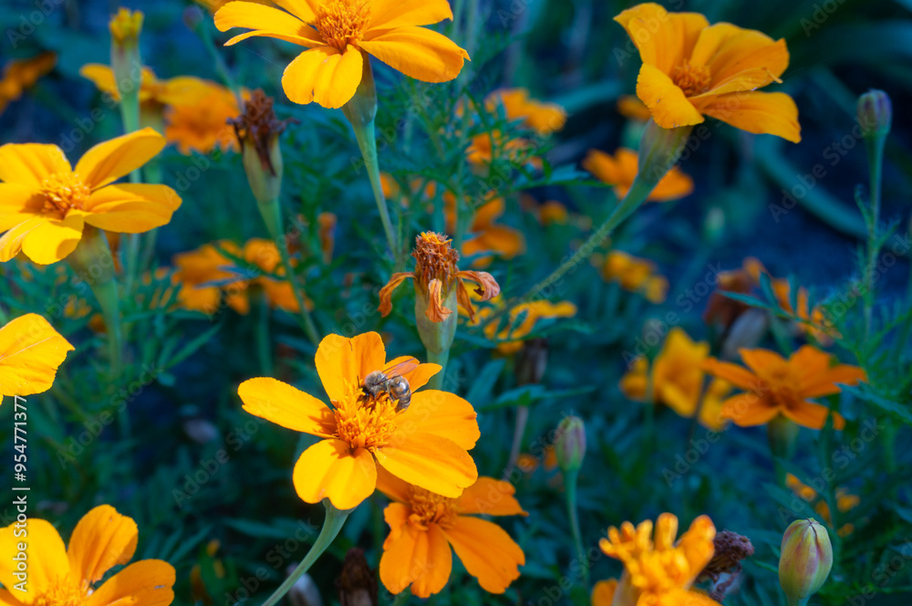 A bee collects nectar and pollen on orange flowers A bee collects nectar and pollen on orange flowers