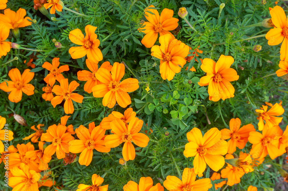 Orange marigold flowers. Orange flowers close-up Orange marigold flowers. Orange flowers close-up