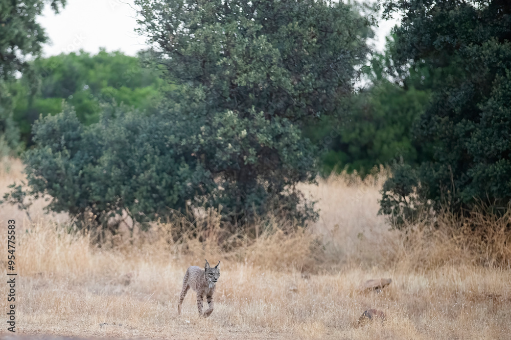 Iberian lynx in natural habitat, Ciudad Real, Spain Iberian lynx in natural habitat, Ciudad Real, Spain
