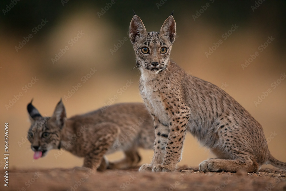 Iberian lynx cubs in Ciudad Real, Spain