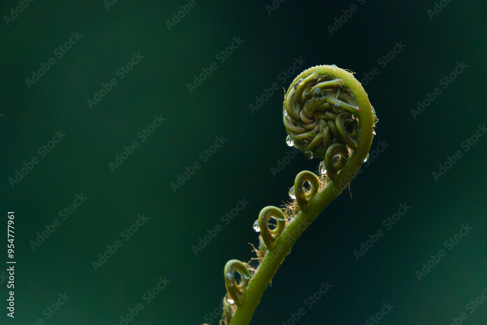 unique jungle fern vine in close up shot, natural background unique jungle fern vine in close up shot, natural background