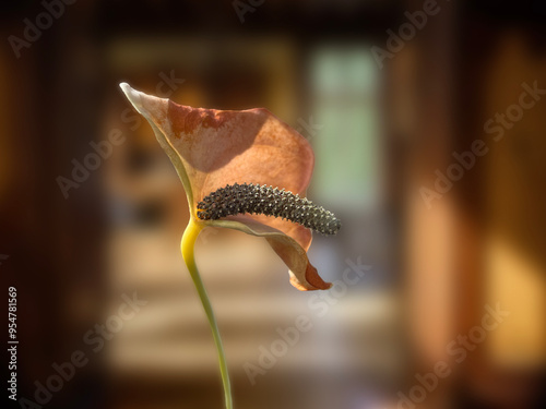 Flor marchita anthurium andreanum photo