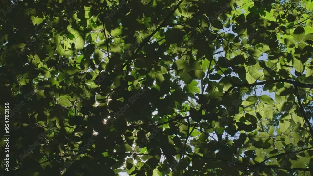 Sun rays shine through green forest trees leaves at summer day. Sunny morning in park. Nature background