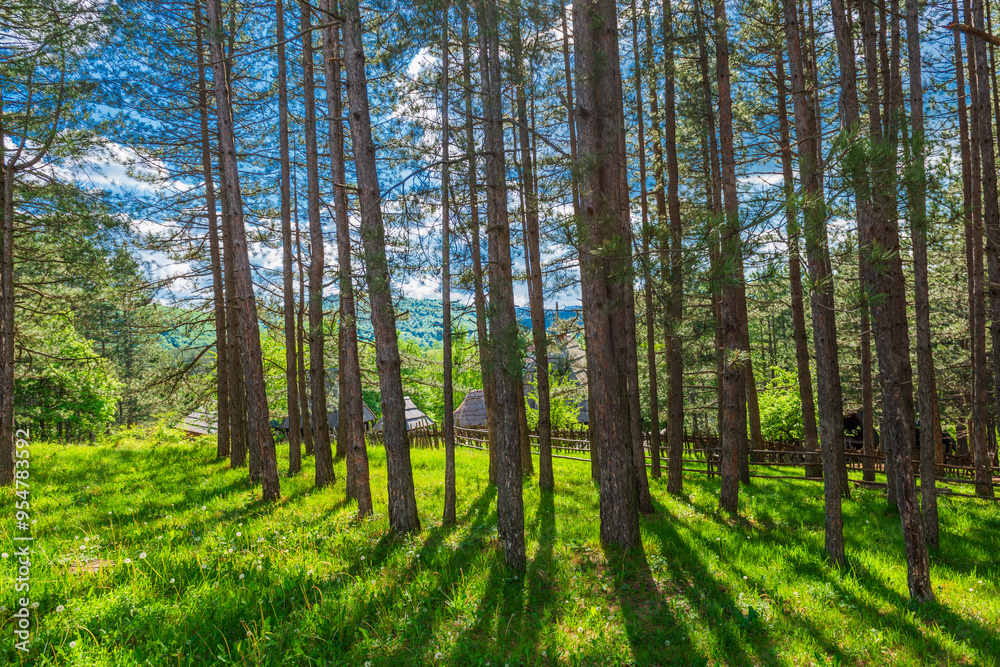 Fototapeta premium forest with long shadows