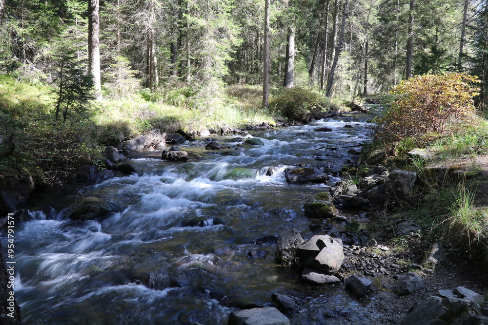 rapid river cascading over a rocky riverbed through a pine forest rapid river cascading over a rocky riverbed through a pine forest