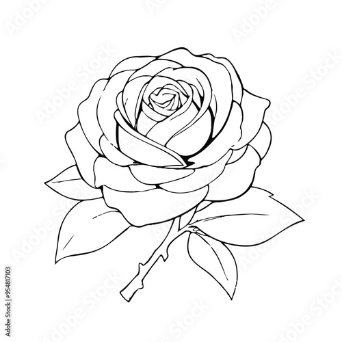 vector illustration rose hand drawing