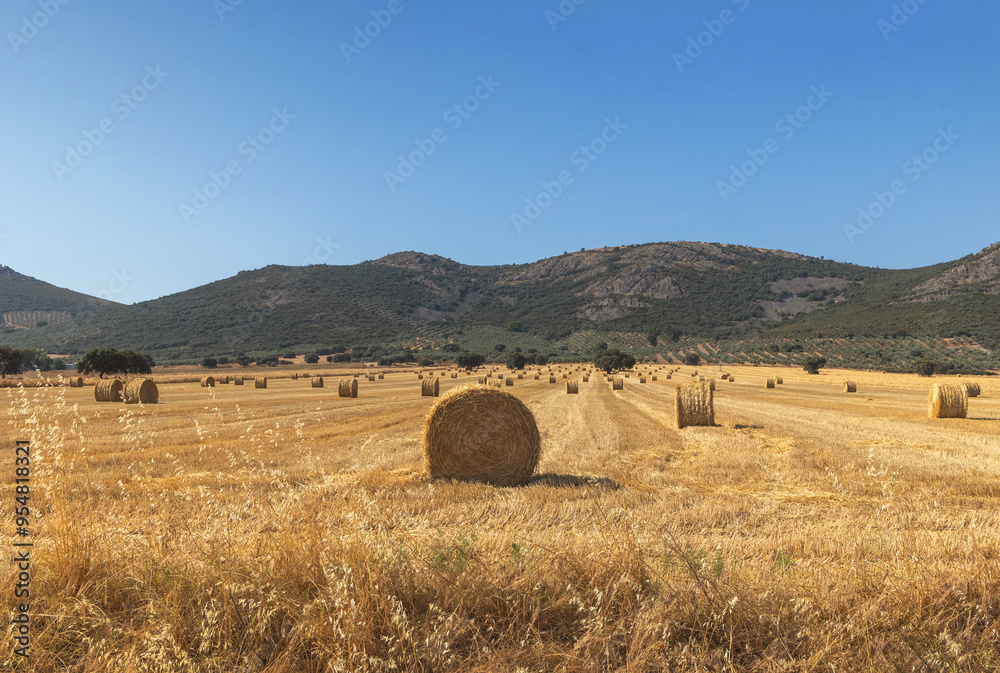 Scenic view of harvested fields with round hay bales Scenic view of harvested fields with round hay bales