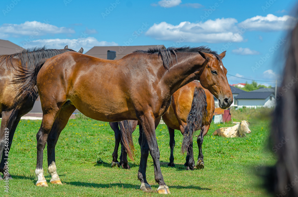 Domestic mammals graze on green field on summer day near buildings. Horses, cow. Rural farm scene. Domestic mammals graze on green field on summer day near buildings. Horses, cow. Rural farm scene.