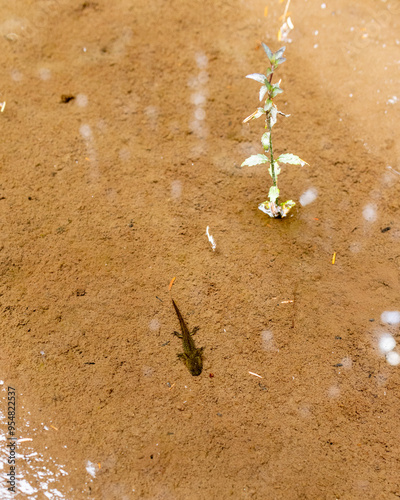 Juvenile Newt In Muddy Puddle photo