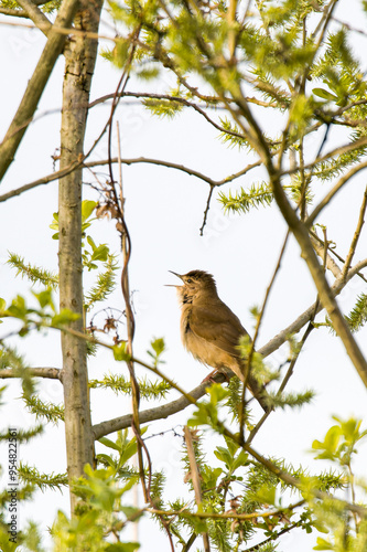 Rohrschwirl (Locustella luscinioides) im Frühjahr in Brandenburg	 photo