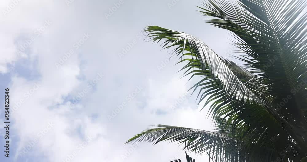 palm trees against the sky on a summer day as a backdrop for relaxation
palm trees against the sky on a summer day as a backdrop for relaxation