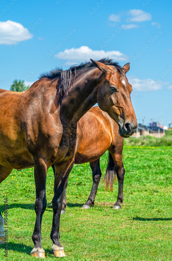 Horse portrait. Brown horse in nature against background of blurred houses and blue sky. Front view. Horse portrait. Brown horse in nature against background of blurred houses and blue sky. Front view.