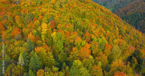 AERIAL: Autumn vibes in beautiful lush mixed forest with vibrantly coloured trees. Green and changing leaves create stunning and picturesque landscape. Remarkable natural beauty of the seasonal change