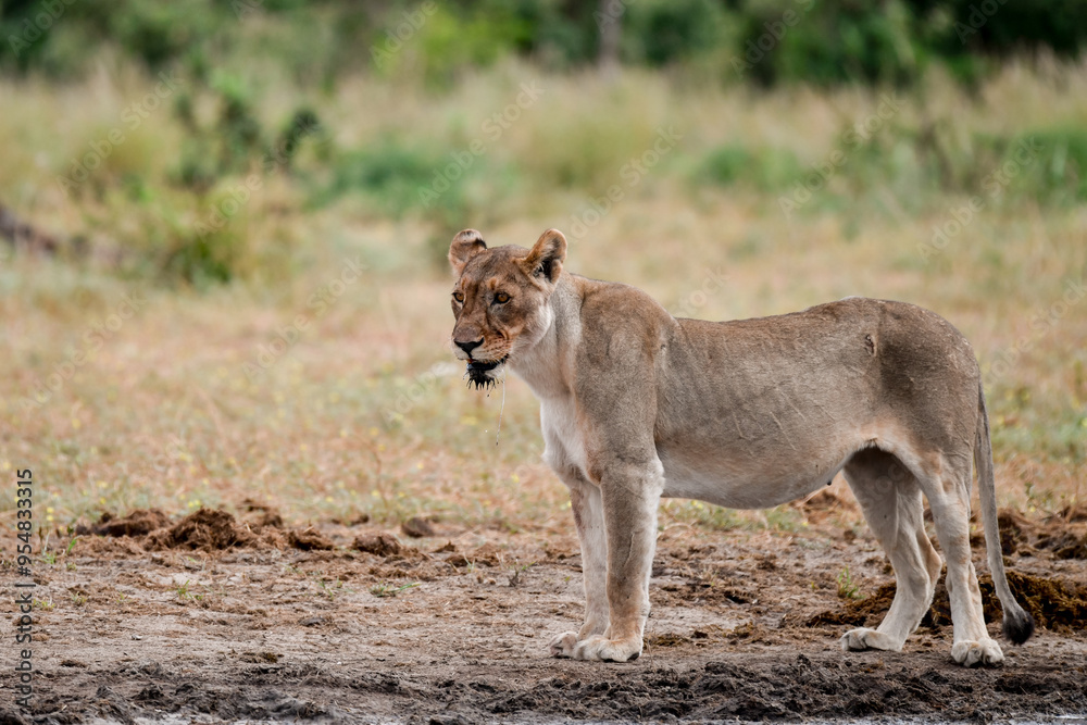 Lions in etosha Lions in etosha