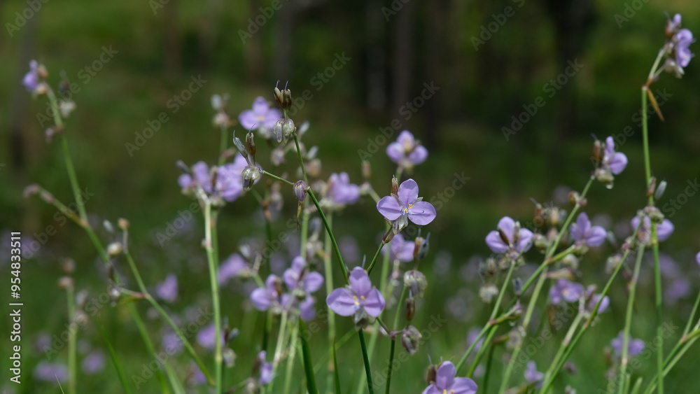Murdannia giganteum flowers blooming in the meadow field.(Crest Naga Flower), wildflowers. Murdannia giganteum flowers blooming in the meadow field.(Crest Naga Flower), wildflowers.