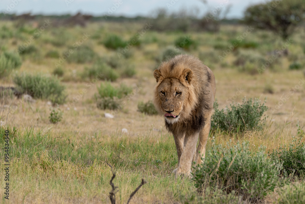 Lions in etosha