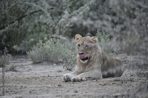 Lions in etosha