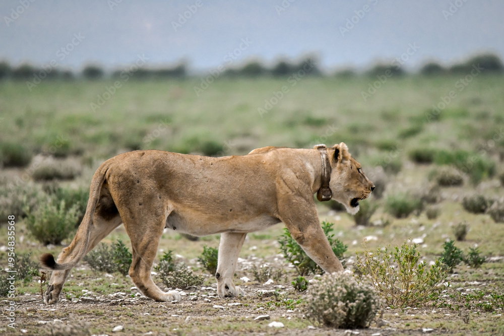 Naklejka premium Lions in etosha