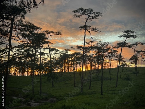 Pine tree forest at sunset in Phu soi dao national park, landscape view at sunset. photo