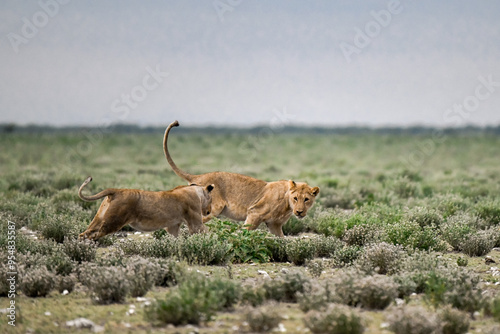 Lions in etosha