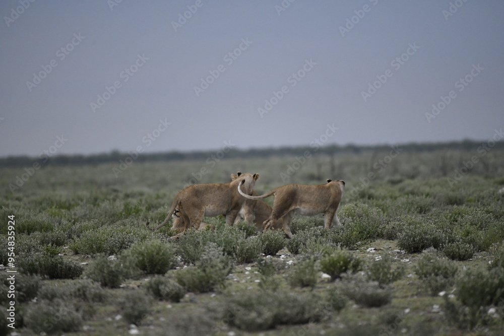Fototapeta premium Lions in etosha