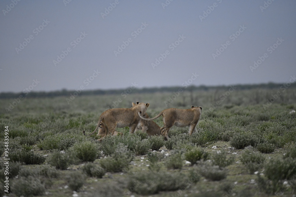 Naklejka premium Lions in etosha