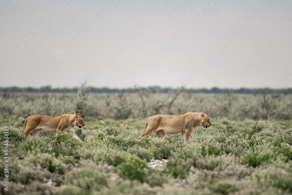 Lions in etosha Lions in etosha