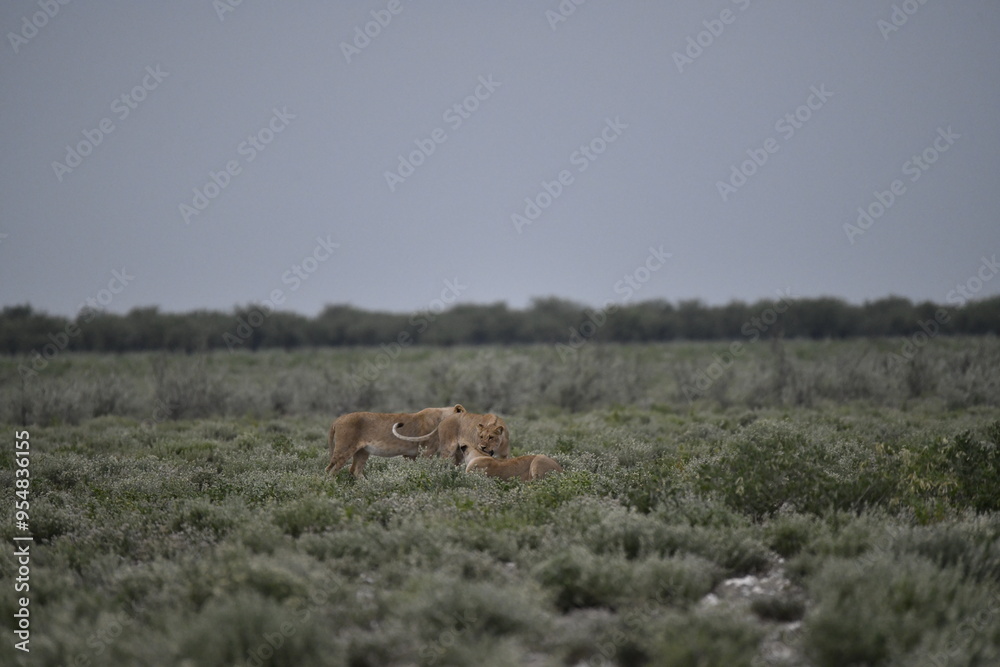 Fototapeta premium Lions in etosha