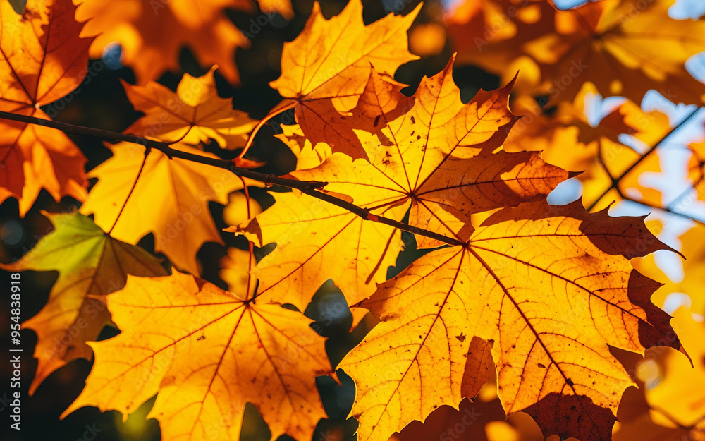 Maple leaves in bright autumn