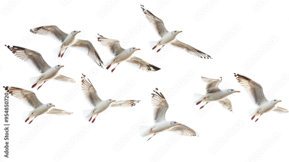 Obraz premium Flock of Seagulls in Flight Isolated on transparent Background, PNG file, graphic resources,