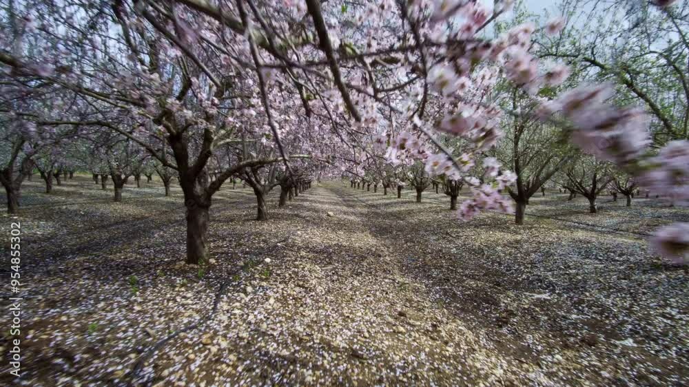 Almond tree plantation in spring blossom Almond tree plantation in spring blossom