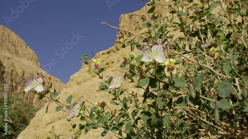 Capparis is a genus of flowering plants in the family Capparaceae. known as caper shrubs or caperbushes photo