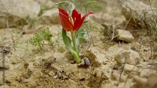 Tulipa systola, Tulipa amplyophylla, Desert Tulip in spring blossom photo