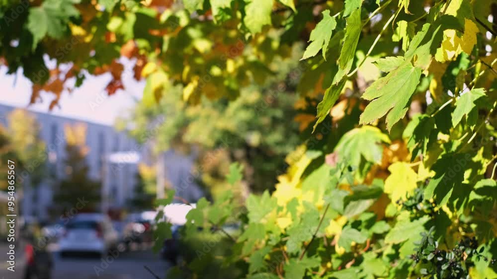 Slow motion close-up of green and yellow maple leaves swaying by the wind. In the blurry background cars driving on the street against residential buildings. Autumnal city life in Munich, Germany. Slow motion close-up of green and yellow maple leaves swaying by the wind. In the blurry background cars driving on the street against residential buildings. Autumnal city life in Munich, Germany.