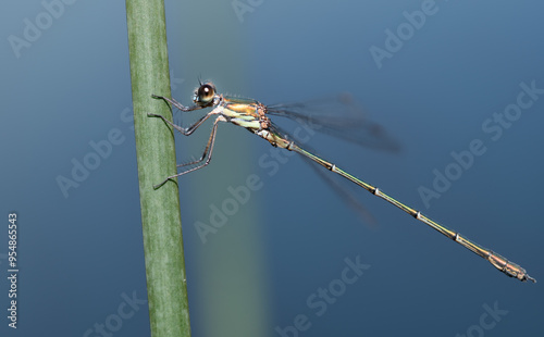 Close-up of a dragonfly, a willow damselfly (Chalcolestes viridis), sitting on a stem. The background is blue. There is space for photo