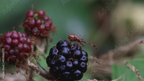 A Squashbug on a ripe Blackberry in August. UK photo