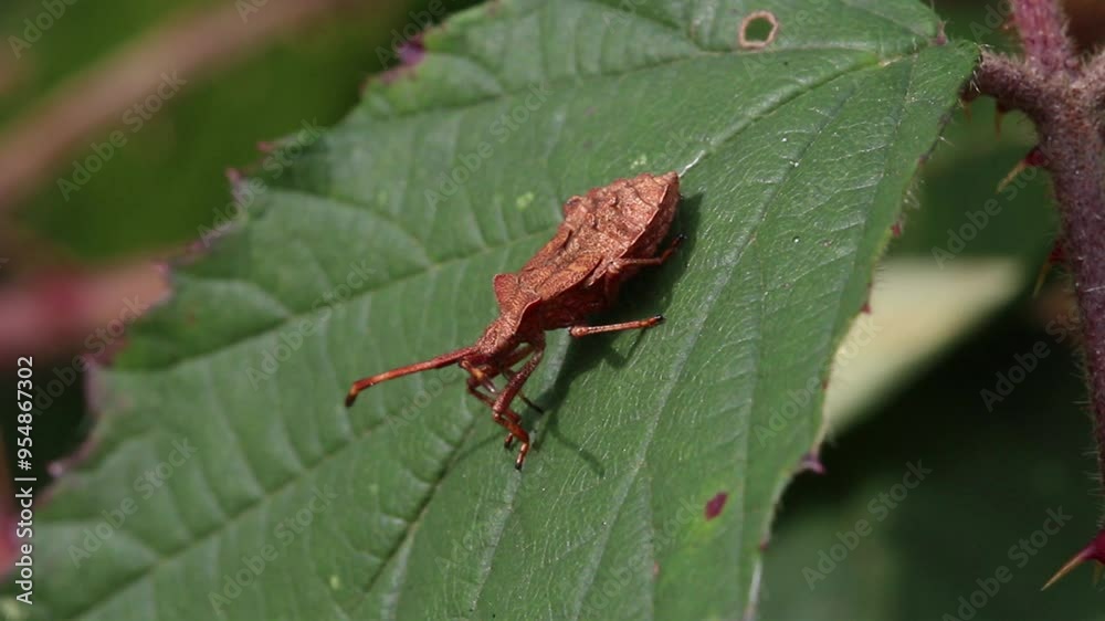 An adult Squashbug perched on a Bramble leaf in late Summer. UK An adult Squashbug perched on a Bramble leaf in late Summer. UK