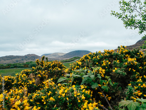 Vibrant yellow flowers bloom amidst lush green hills on a cloudy day in a serene landscape