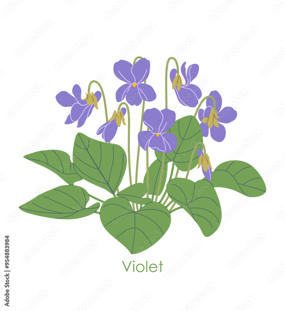 Simple Flowering Violet Isolated on White Simple Flowering Violet Isolated on White