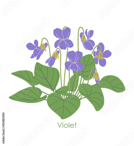 Simple Flowering Violet  Isolated on White
