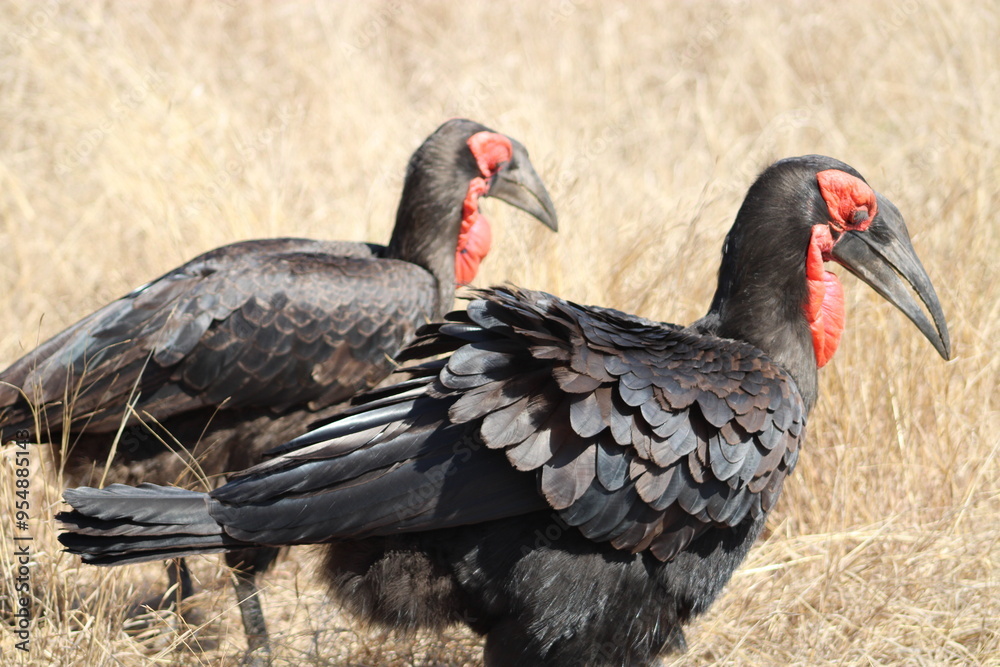 Southern ground hornbill Kruger Park Southern ground hornbill Kruger Park