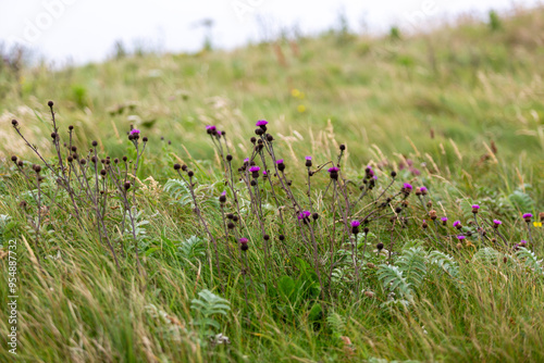 Cirsium vulgare, Purple bud, or Common thistle in a overgrown field on a remote Scottish island photo