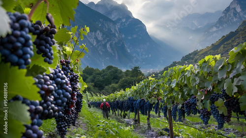 Grape harvest in a vineyard in Trentino Italy with workers picking grapes. photo