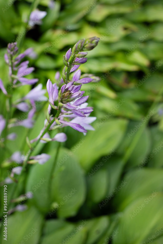 Perennial hosta plant with flowers in a summer garden Perennial hosta plant with flowers in a summer garden