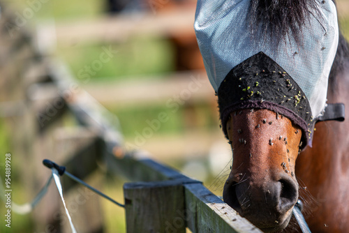 Bay pony wearing a fly mask and covered in flies, Image shows a bay Section A Welsh cob gelding wearing a fly mask during the summer being protected from a large number of fruit flies photo