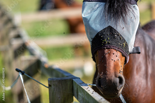 Bay pony wearing a fly mask and covered in flies, Image shows a bay Section A Welsh cob gelding wearing a fly mask during the summer being protected from a large number of fruit flies photo